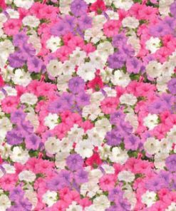 Fabric Traditions Pink   White Petunias Premium Cotton Fabric
